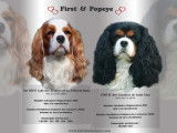 Chiots Cavaliers King Charles LOF