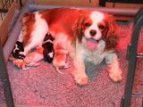 Chiots Cavaliers King Charles LOF