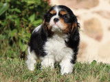 Chiots Cavaliers King Charles LOF