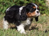 Chiots Cavaliers King Charles LOF