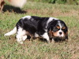 Chiots Cavaliers King Charles LOF