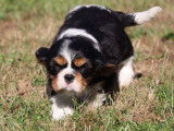 Chiots Cavaliers King Charles LOF