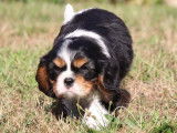 Chiots Cavaliers King Charles LOF