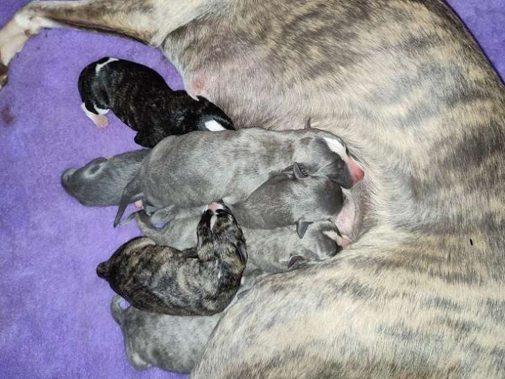 Chiots Whippet à vendre