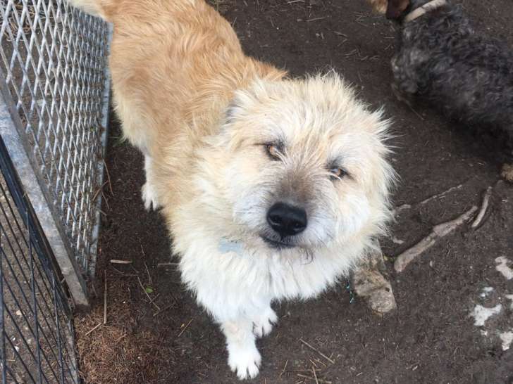Gentil chien berger croisé à adopter