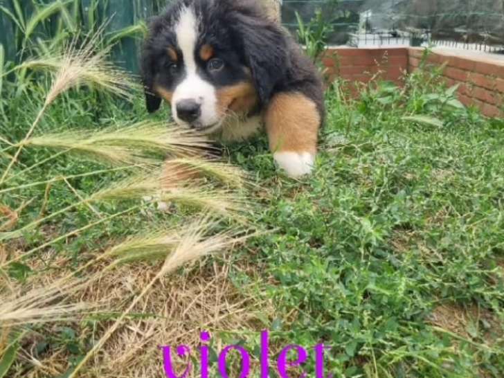 Chiots Bouvier Bernois prêt à partir