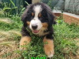Chiots Bouvier Bernois prêt à partir