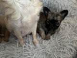 Chiots de type Chihuahua &agrave; vendre (1 femelle & 2 m&acirc;les)