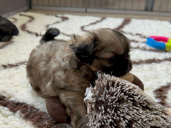 Chiots de race Épagneul Tibétain à vendre (2 femelles & 3 mâles)
