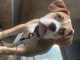 Chiot mâle Bully à vendre