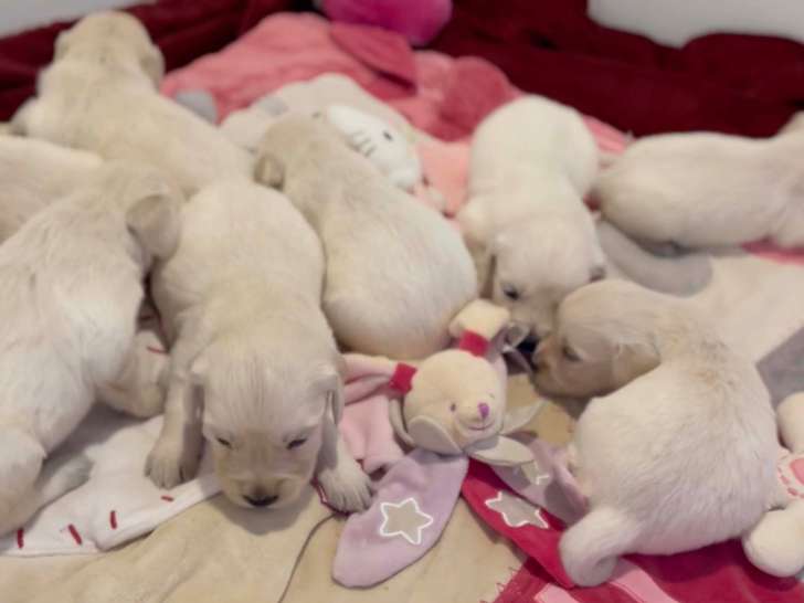 Chiots Golden Retriever à réserver