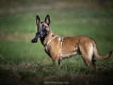 Raymond, Malinois à adopter