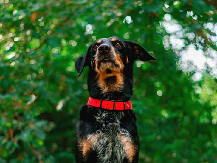 Oréo, chien à adopter