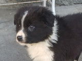 Chiot BORDER AUSSIE (Border Collie croisé Berger Australien à vendre