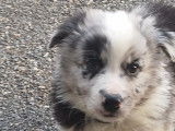 Chiot BORDER AUSSIE (Border Collie croisé Berger Australien à vendre