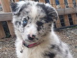 Chiot BORDER AUSSIE (Border Collie croisé Berger Australien à vendre