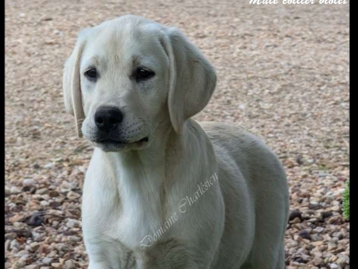 Chiots Labradors LOF à vendre
