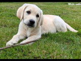 Chiots Labradors LOF à vendre