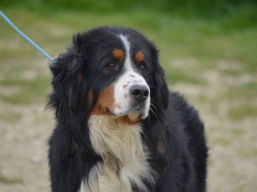 Bouvier Bernois adulte à donner : Petite Annonce chien