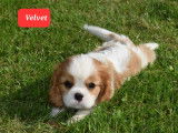 2 magnifiques chiots Cavalier King Charles LOF à vendre