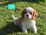 2 magnifiques chiots Cavalier King Charles LOF à vendre