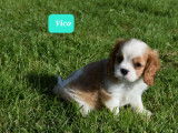 2 magnifiques chiots Cavalier King Charles LOF à vendre