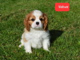 2 magnifiques chiots Cavalier King Charles LOF à vendre