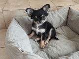 Chiot Chihuahua LOF à poil long à vendre