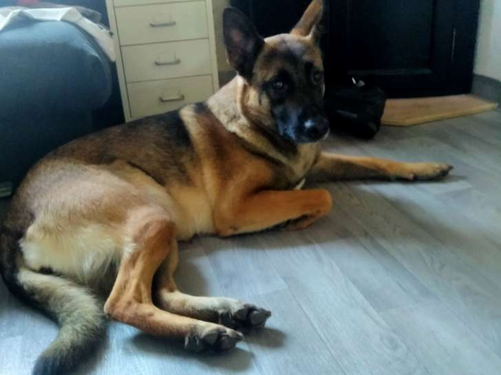 Donne chienne Berger Belge Malinois