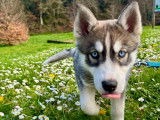 Chiot Husky Sibérien de 5 mois à vendre