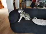 Chiot Husky Sibérien de 5 mois à vendre