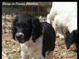 Chiots English Springer Spaniel LOF à vendre