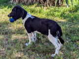 Chiots English Springer Spaniel LOF à vendre