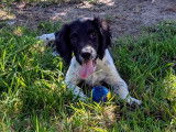 Chiots English Springer Spaniel LOF à vendre