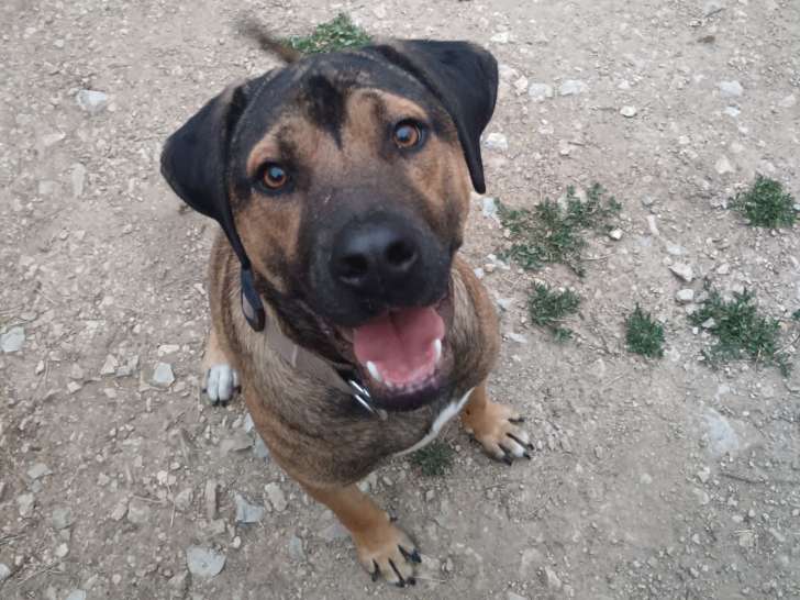 Senshi, chien à adopter