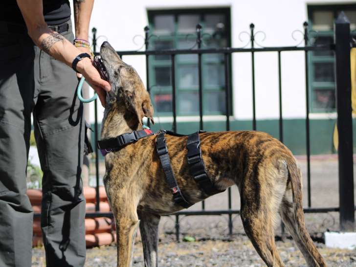 Lluvia, jolie Galga Espagnole à adopter