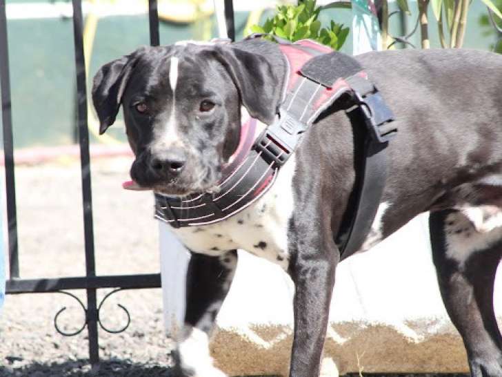 Gotham, chien plein d'amour à adopter