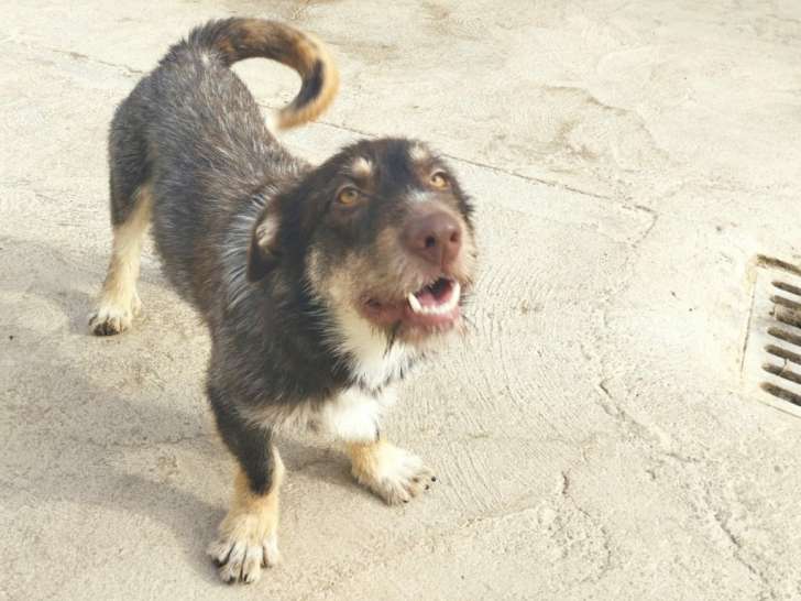 Robin, chien mignon, gentil et sociable à adopter