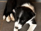 Magnifiques chiot Border Collie à vendre