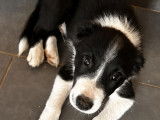 Magnifiques chiot Border Collie à vendre