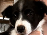 Magnifiques chiot Border Collie à vendre