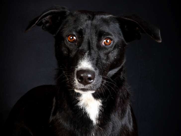 Loosa, chien croisée à adopter