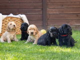Magnifiques chiots Cocker Anglais LOF à vendre