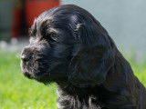 Magnifiques chiots Cocker Anglais LOF à vendre