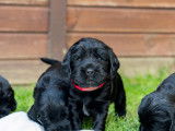 Magnifiques chiots Cocker Anglais LOF à vendre