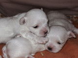 Magnifiques chiots Bichon Maltais Nains à vendre