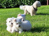 Magnifiques chiots Bichon Maltais Nains à vendre