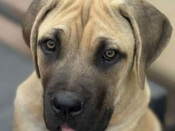 Chiots Cane Corso à vendre