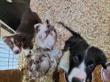 Chiots Border Collie à vendre