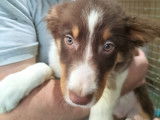 Chiots Border Collie à vendre